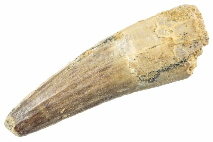 Fossil Spinosaurus Tooth - Feeding Worn Tip #360153